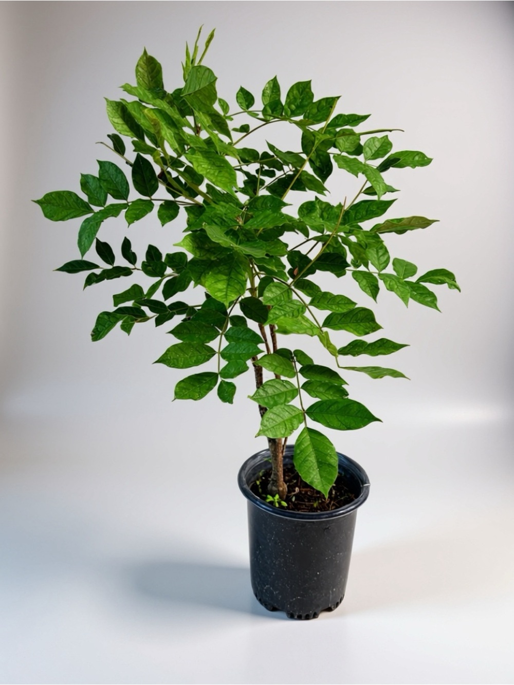 Established Wisteria Starter Plant / Vine